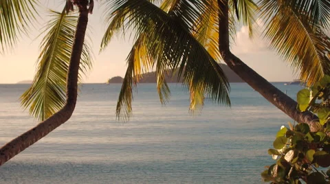 Panning video of palm trees at Maho Bay, St John Video stock 68965629