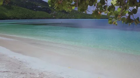 Panning video of seagrape trees and beach, Magens Bay, St Thomas Stock Footage 68681414