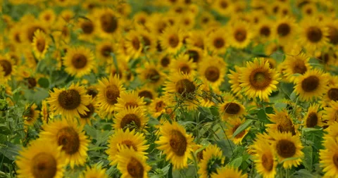 Panning video of sunflower fields. Stock Footage 151730058