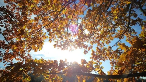 Panning video of treetops in autumn, with falling leaves and the sun shining  Stock Footage 246725608