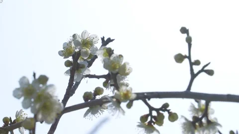 Panning Video of white plum blossoms. Stock Footage 252177250