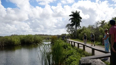 Panning View of the Anhinga Trail Landscape in Everglades National Park Stock Footage 104022646