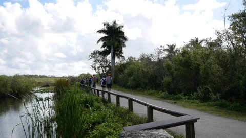 Panning View of the Anhinga Trail Landscape in Everglades National Park Stock Footage 104022741
