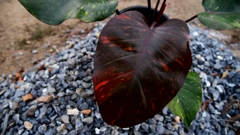 Panning view to big size of philodendron Orange princess in the pot Stock Footage 258096966