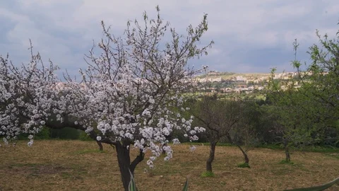 Panning view of blooming almond trees   in Sicily Stock Footage 103618641