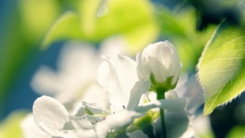 Panning view of blooming pear tree branch in slow motion. 動画素材 123428078
