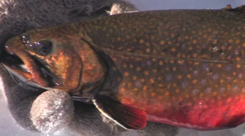 Panning view of a brook trout in full spawning colors 스톡 동영상 56222663
