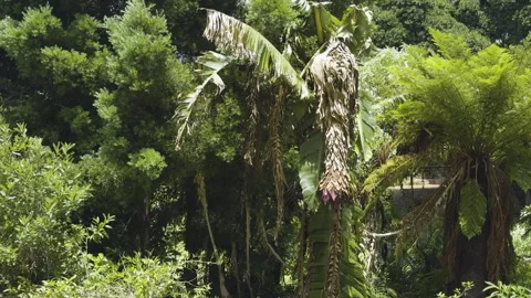 Panning view capturing wild banana plant hanging at Kirstenbosch National Stock Footage 297526981