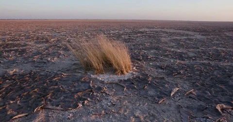 Panning view of a clump of dead grass on a large area of dry cracked mud in Stock Footage 78211641