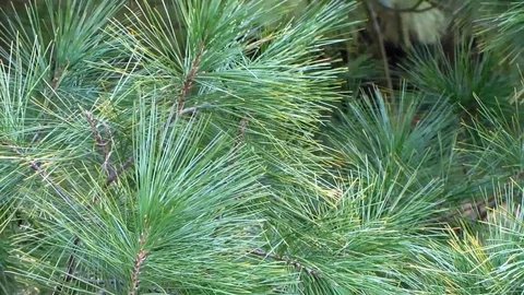 Panning view of dense foliage of Pine tree branches in light wind Stock Footage 104700523