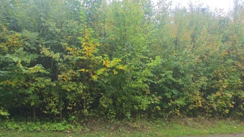 Panning view of dense forest trees and foliage in Sweden Stock Footage 347211814