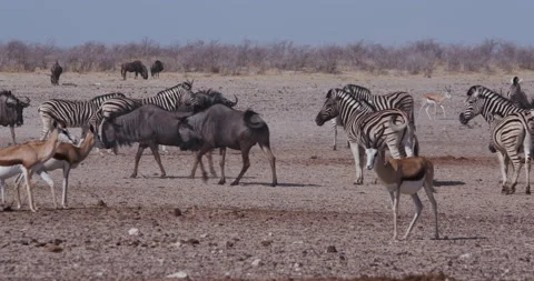 Panning view of a diverse herd of animals including zebra,springbok,wildebeest, Stock Footage 144238759
