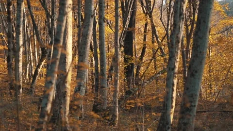 Panning view of fabulous forest with bare trees, golden leaves. Autumn landscape Stock Footage 165773422