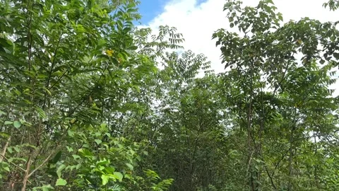 Panning view of forest canopy under cloudy sky Stock Footage 327352956