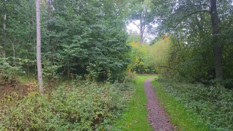 Panning view of a forest walking trail in Sweden Stock Footage 347209822