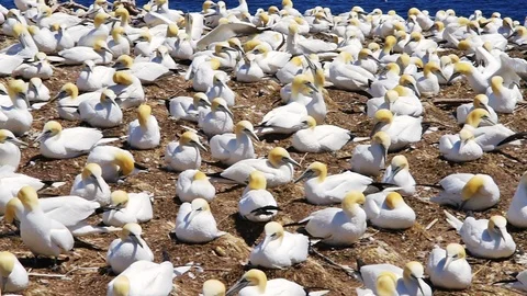 Panning view on Gannet bird cliff colony in Bonaventure Island in Perce, Quebec, Stock Footage 93829255