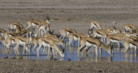 Panning view of a herd of springbok drinking at a waterhole, Etosha National Stock Footage 144243501