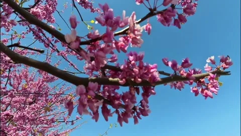 Panning View of Higan Cherry Blossom Tree Branches Stock Footage 307628816