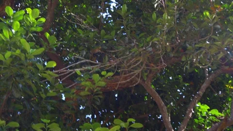Panning View: Jackfruits Abundance on the Tree Video stock 257186905