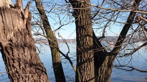 Panning view of Lake Maggiore through trees and branches Vidéo 279837110