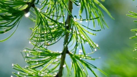 Panning view of larch tree branch with water drops on needles in slow motion Video stock 124054063