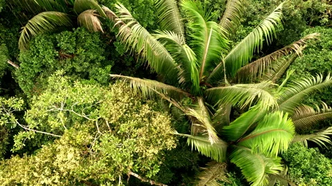 Panning view of a large palm tree growing in a tropical forest Stock Footage 196232542