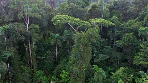 Panning view of a large tropical tree full of lianas Stock Footage 196312925
