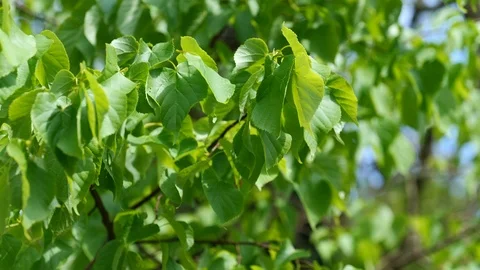 Panning view of leaves of tree Eucommia Ulmoides in gentle wind, 4K Stock Footage 106947761