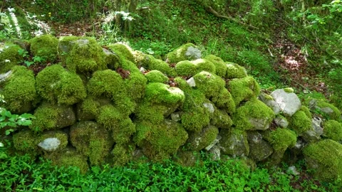 Panning View of Moss Covered Stone Wall at Sunik Water Grove Slovenia Nature Stock Footage 340252358