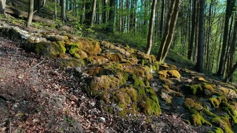 Panning view of Moss covered travertine shapes under mineral spring in forest Stock Footage 137437198
