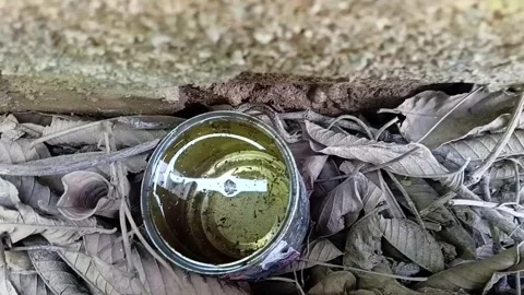 Panning View Over Mosquito Larvae In Tin Can 動画素材 335473635