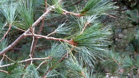 Panning view of pine genus tree branches and needles in light wind Stock Footage 104700505