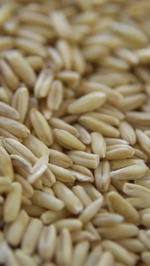 Panning view of raw whole grain oat pile Video stock 334169163