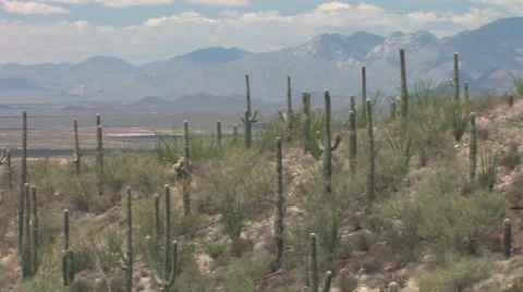 Panning view of Saguaro Cactus 스톡 동영상 55057672