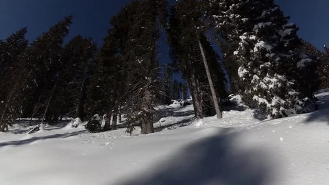 Panning view of Snow Falling from Trees in Forest, Ultental, Trentino, Italy Stock Footage 83992500