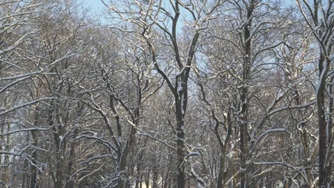 Panning view of snowy bare maple trees in winter sun Stock Footage 326462793