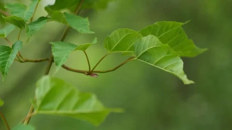 Panning view of spring leaves of Hers's Maple Acer Grosseri, light wind, 4K Stock Footage 107531171