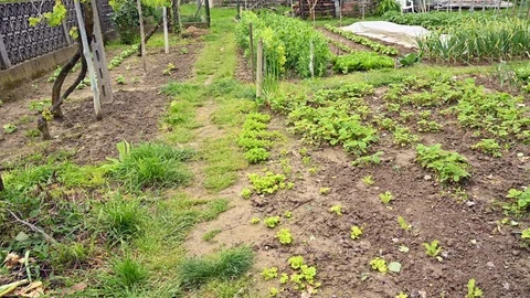 Panning view of springtime vegetable garden Stock Footage 108685037