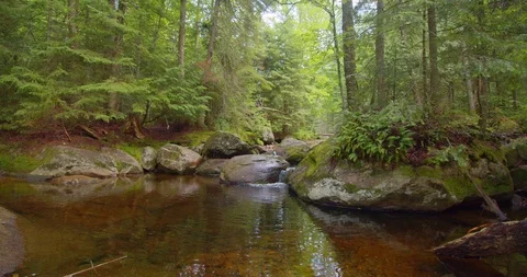 Panning view of a stream in the middle of a forest  Stock Footage 114845302