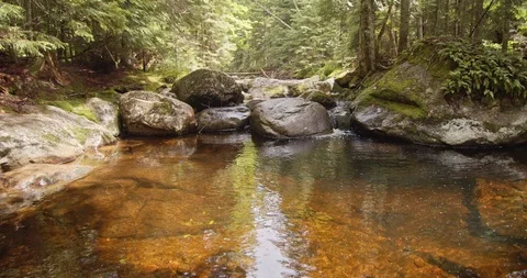 Panning view of a stream in the middle of a forest  Stock Footage 114845416