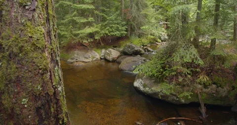 Panning view of a stream in the middle of a forest  库存影片 114848226