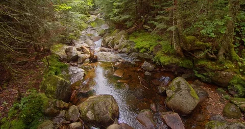 Panning view of a stream in the middle of a forest  Stock Footage 114849941