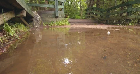Panning view of a stream in the middle of a forest  Stock Footage 114854274