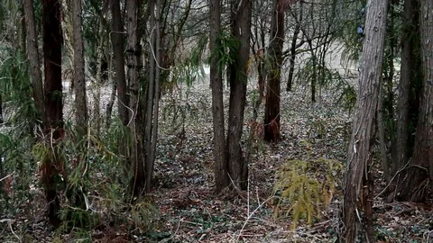 Panning view of Sugi tree trunks group, Cryptomeria Japonica Stock Footage 104677676