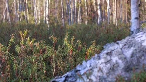 Panning view at a swamp with shrubs behind a fallen tree Stock Footage 55107302