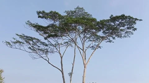 Panning View of Tall Tree Branch Moving in the Wind with Blue Sky Background Видео 346016718