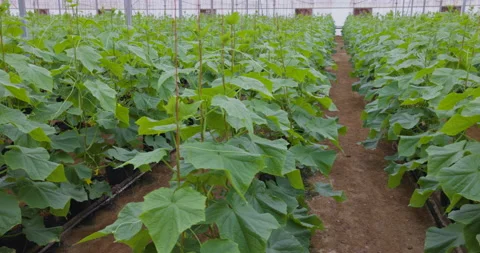 Panning view of thousands of hydroponic cucumbers growing in a greenhouse tunnel Stock Footage 147844191