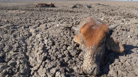 Panning view of trapped cows in mud of river due to drought and climate change Stock Footage 118253007