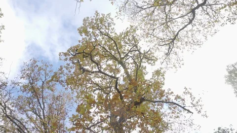 Panning view of a tree, from the sky to the roots Stock Footage 99936453