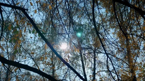 Panning view of treetops with the sun shining through the foliage in autumn Stock Footage 119209345